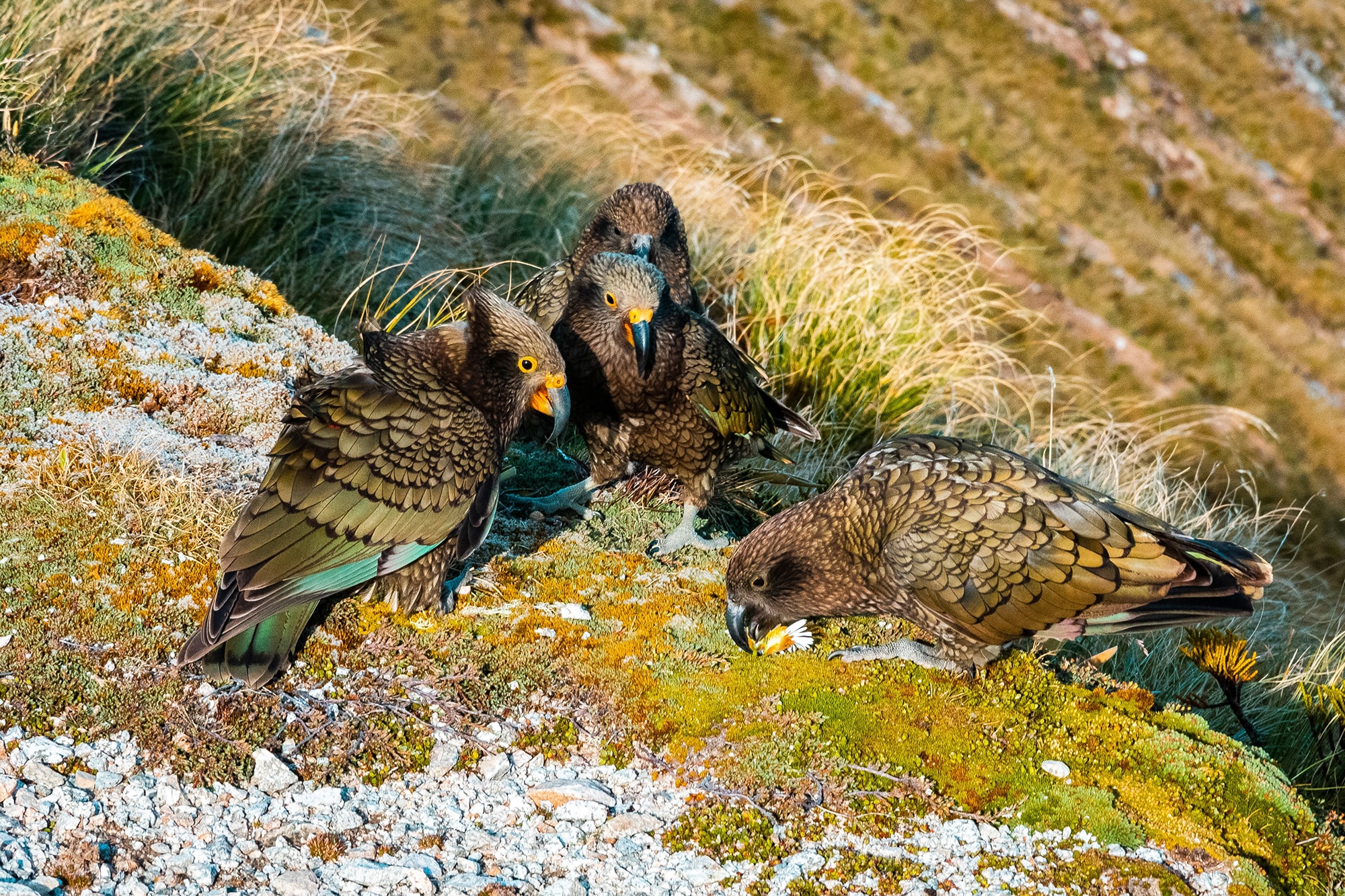 Kakapo to Kea: 10 Unique birds in New Zealand and where to find them