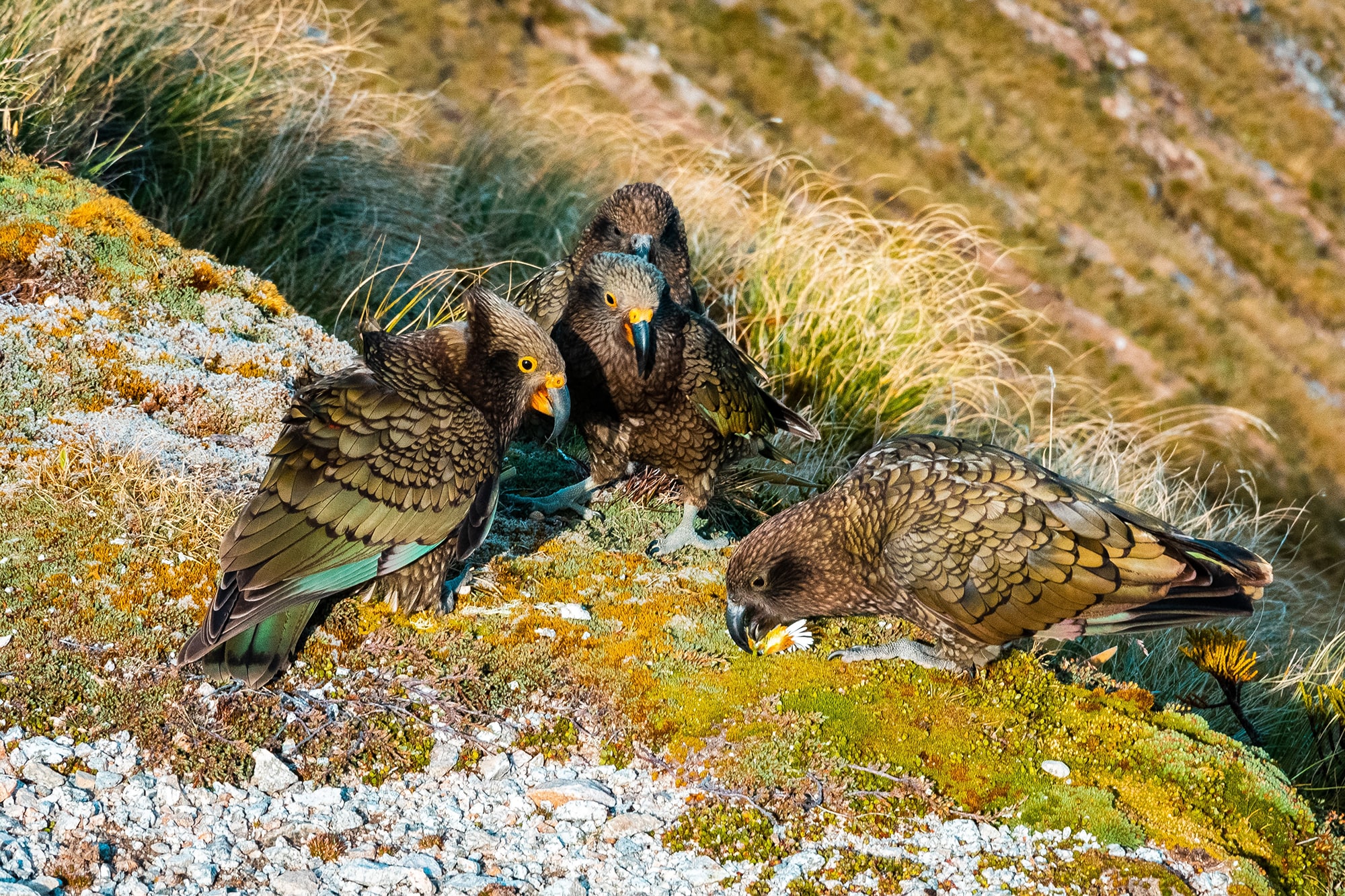 Kakapo to Kea: 10 Unique birds in New Zealand and where to find them Kakapo to Kea: 10 Unique birds in New Zealand and where to find them