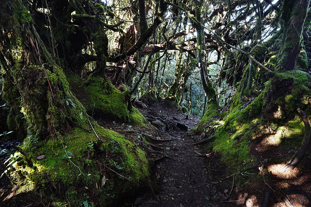 mossy forest in cameron highlands