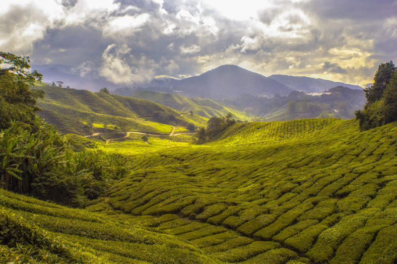 Cameron Highlands itinerary