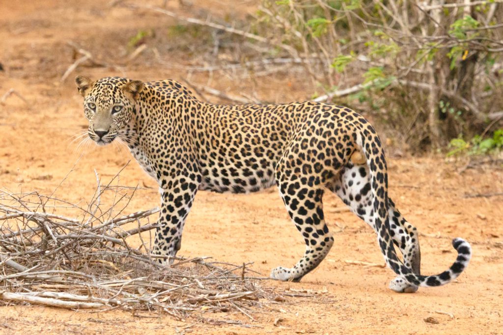 See Sri Lankan Leopards at Yala National Park.