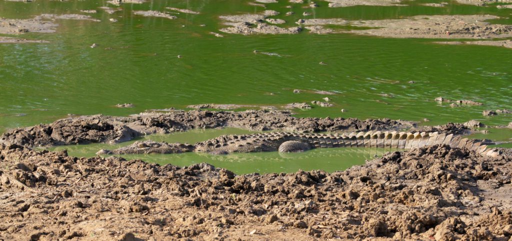 Saltwater Crocodile at Yala National Park.