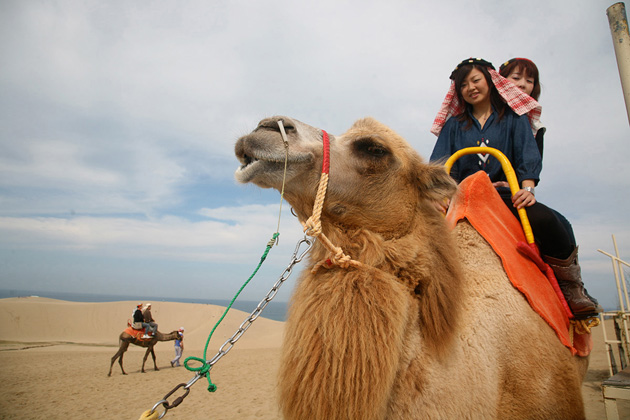 Camel riding at Tottori Sand Dunes