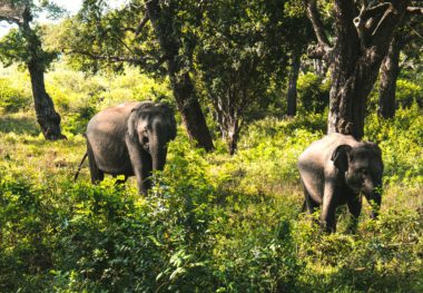 Best Sri Lanka national parks — Sri Lankan elephants