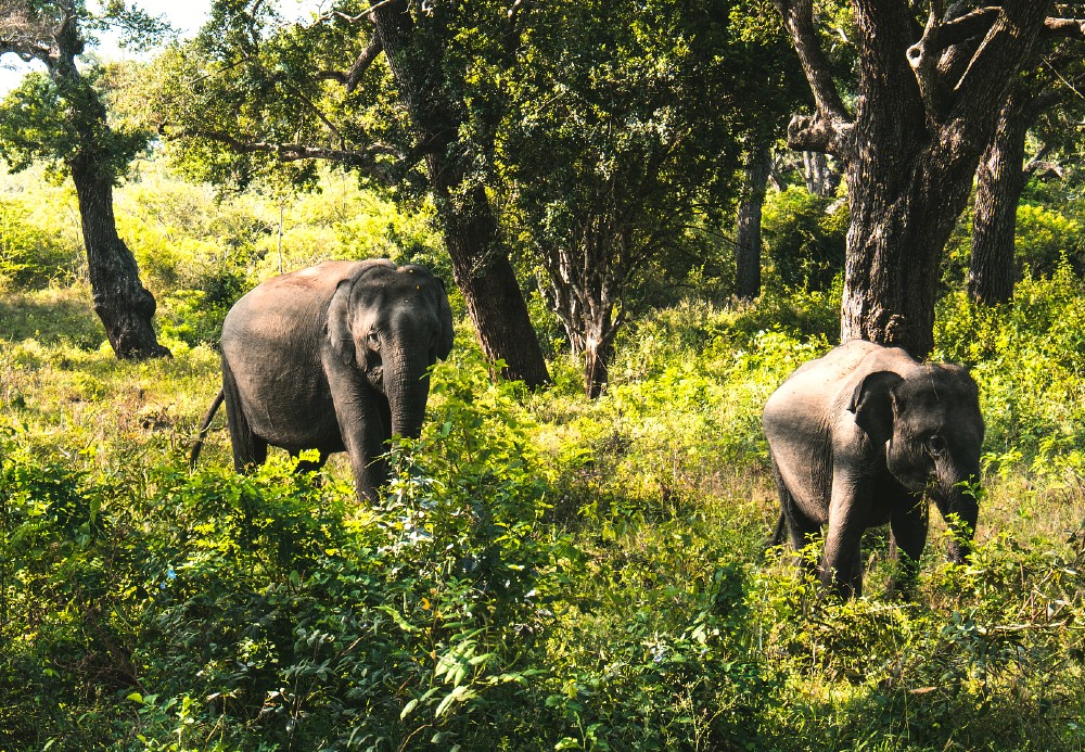 5 Best Sri Lanka national parks for wildlife safari experiences