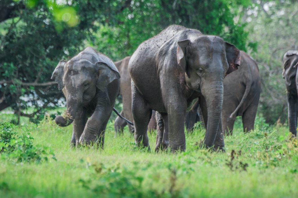 See Elephants at Wasgamuwa National Park.