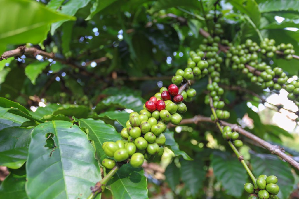 Robusta Beans