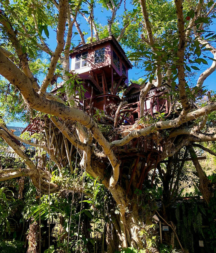 Tree House Thailand Chiang Mai In Depth Chronicle Picture Archive