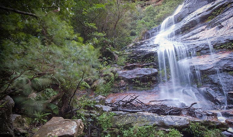 Fern Bower Amphitheatre walk, Blue Mountains National Park