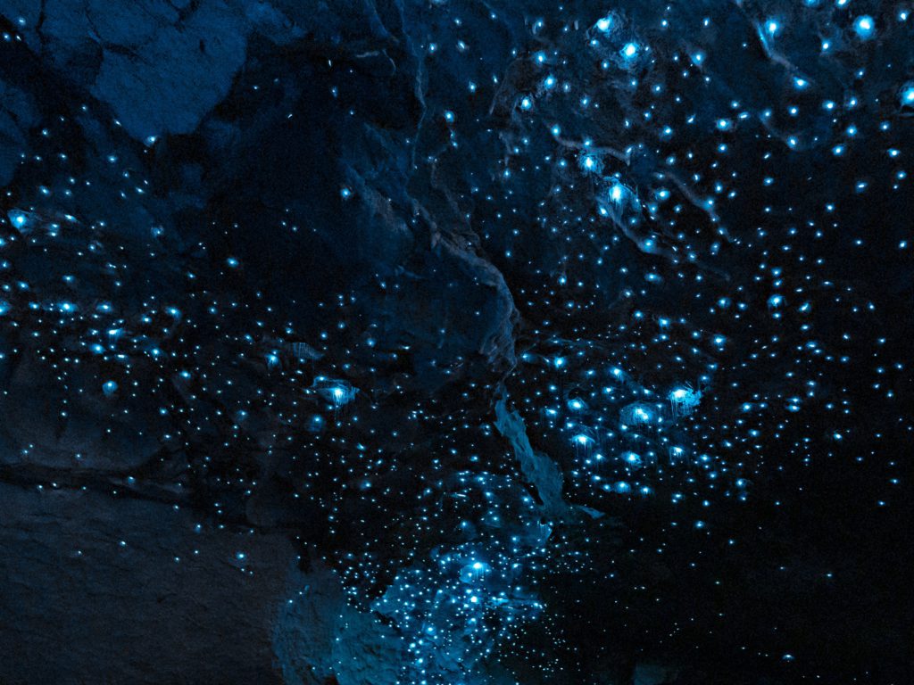 Waipu Caves, Glow Worms and Other Things to Do in Waipu New