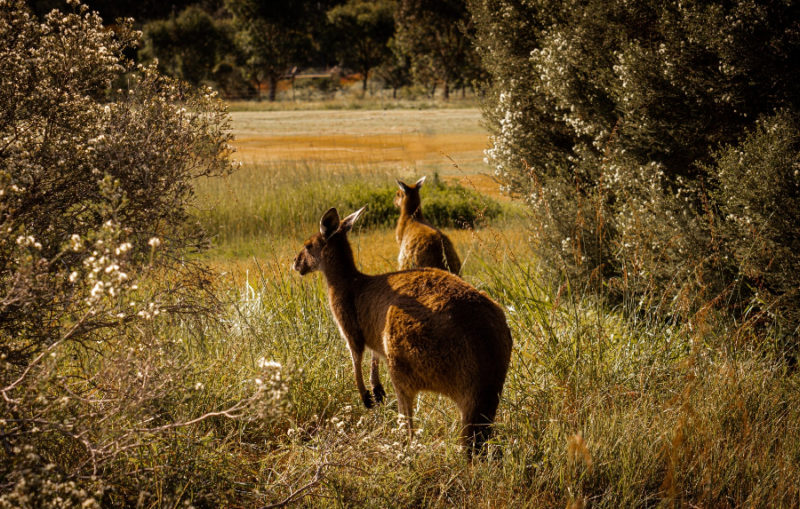 Best places to see Australian desert flora and fauna