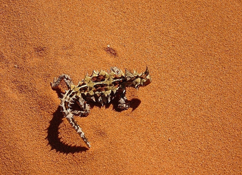 Australian desert animals — Thorny devil
