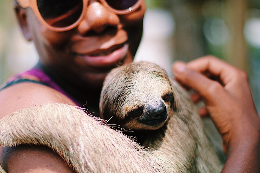 Hang out with adorable sloths at an animal sanctuary