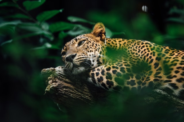 Spot jaguars at the world’s only jaguar preserve