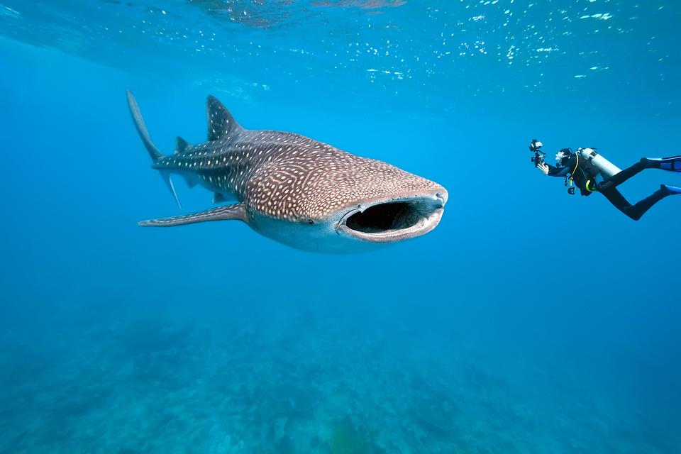 Encounter whale sharks while diving at Utila