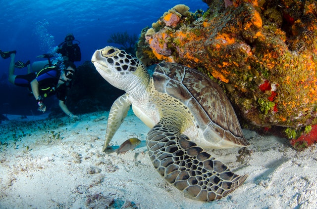 Go on the ultimate dive trip in the Galapagos