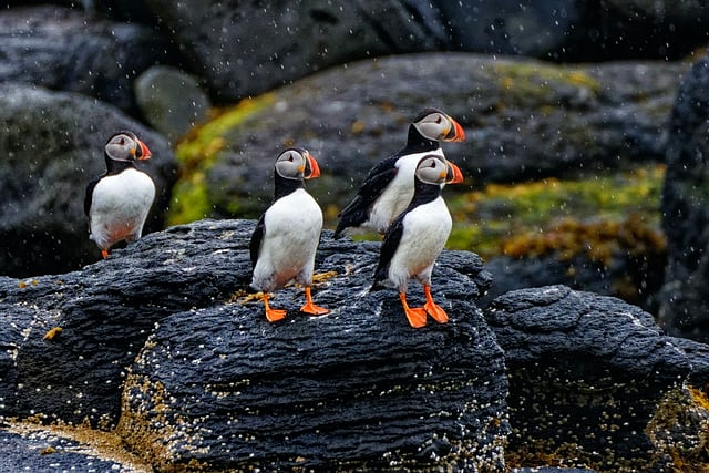 See incredible wildlife — puffins, orca, porpoises, seals!