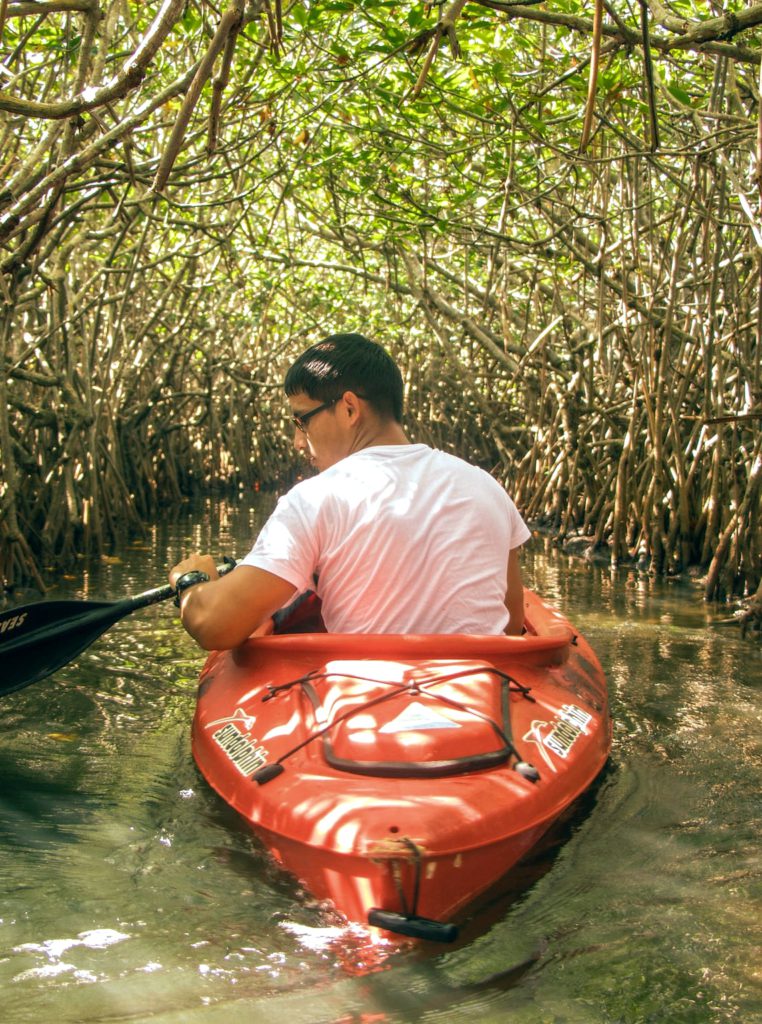 Kayak through incredible mangrove ecosystems