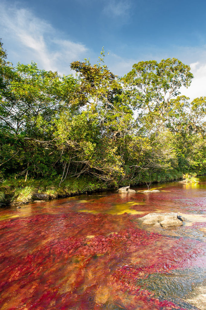 See the unbelievable technicolor Caño Cristales River