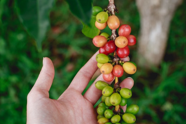 Visit a Colombian coffee plantation