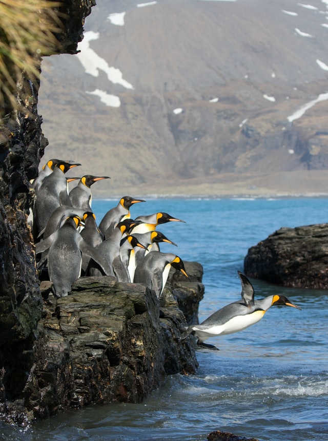 See the colony of king penguins at Punta Arenas