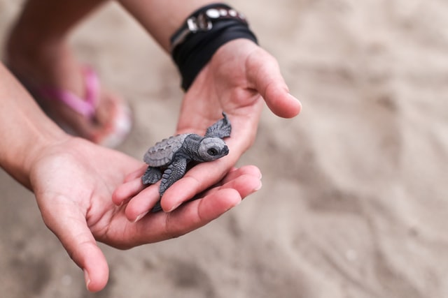 Help release baby turtles into the ocean