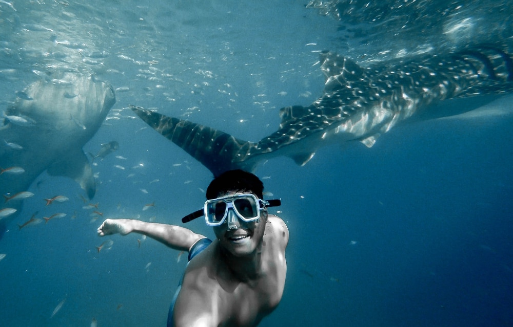 Swim with magnificent whale sharks