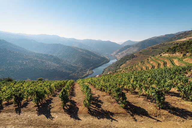 Explore the sprawling vineyards in Douro Valley