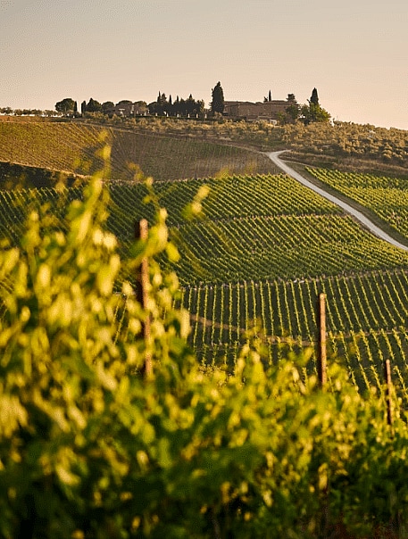 Go on the wine tasting tour and visit Spain’s best vineyards