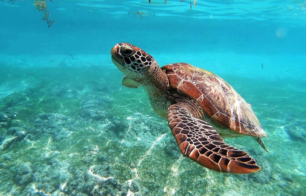 Snorkel and kayak with turtles at the Canary Islands