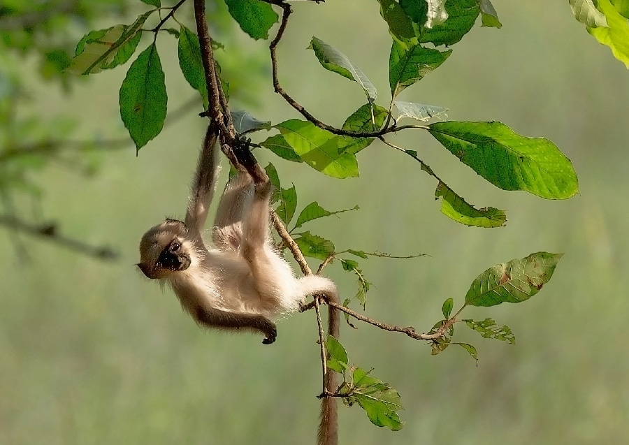 Wildlife of the Amazon