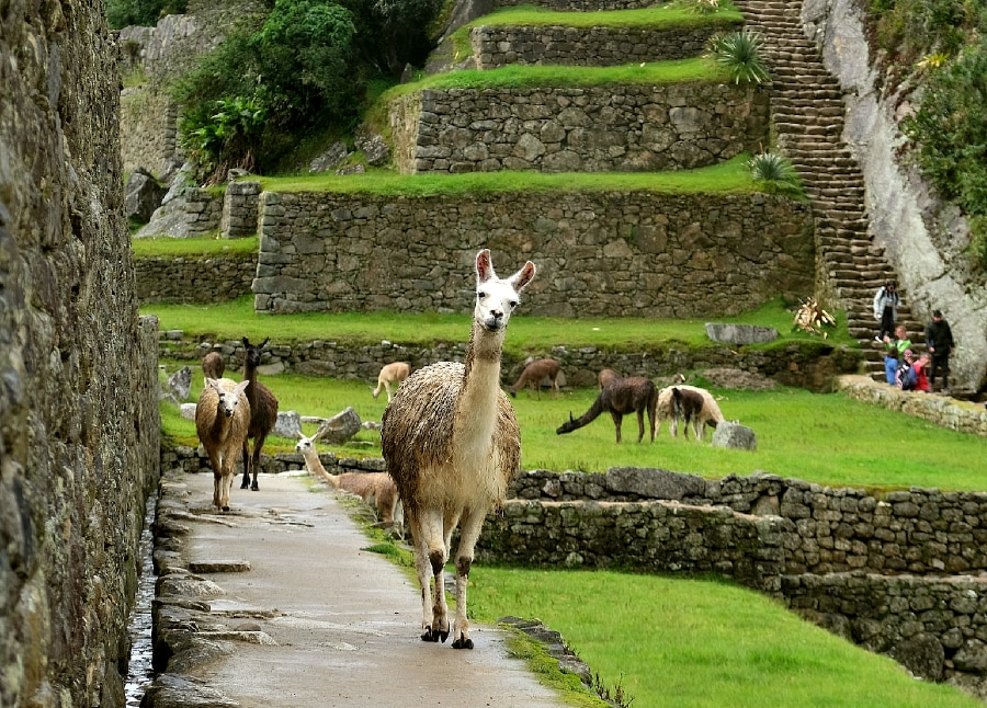 Machu Picchu, Peru