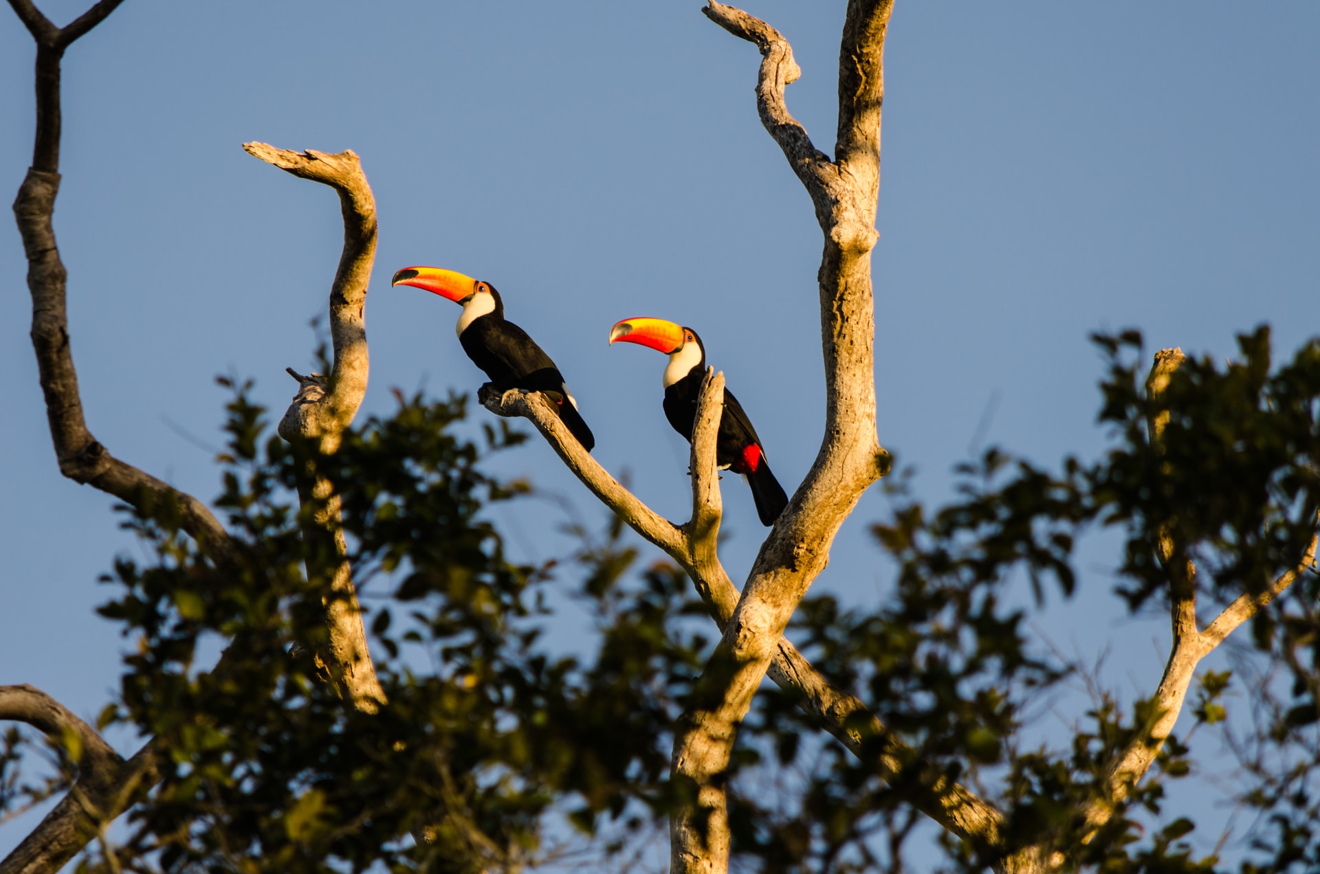 The Pantanal wildlife