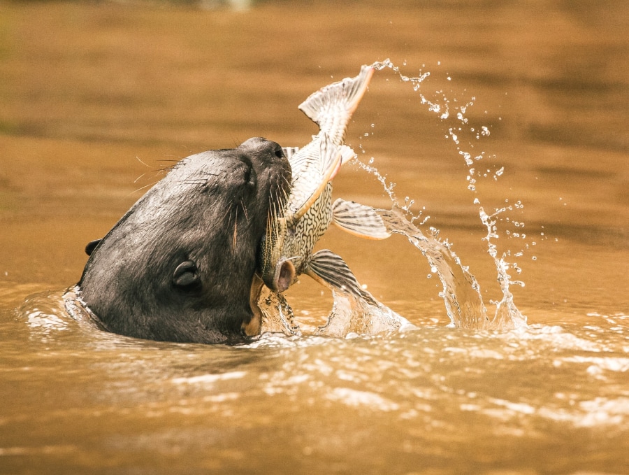 Wild otter catching a fish