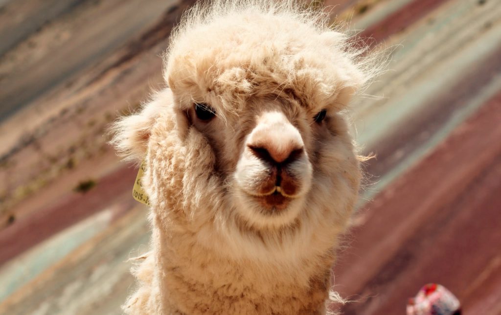 Llama at Vinicunca Rainbow Mountain