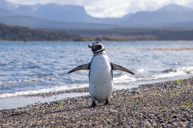 A penguin on Martillo Island