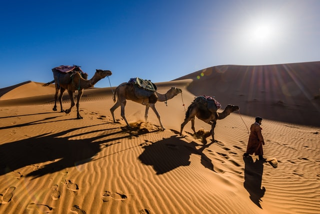 Camels in the Sahara Desert