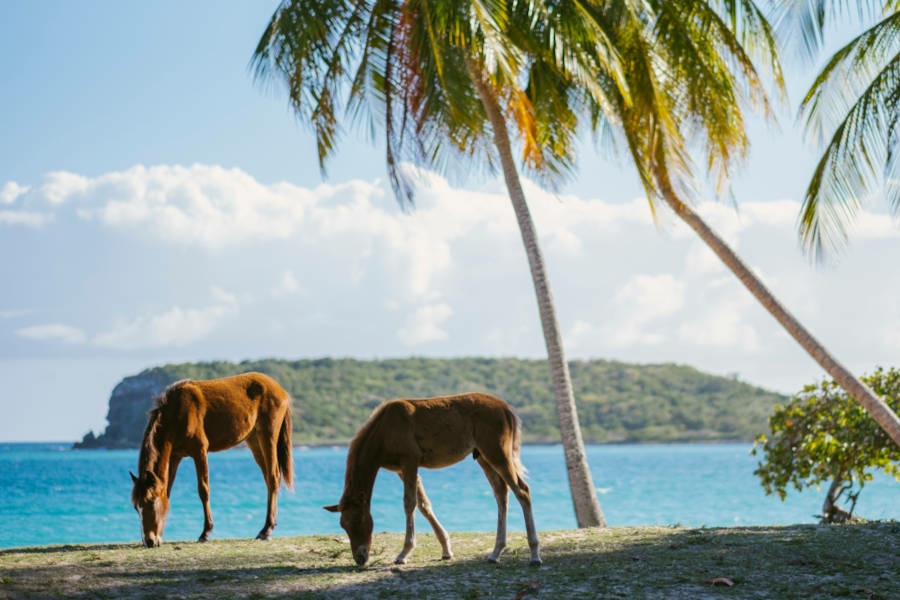 See wild horses right next to the beach
