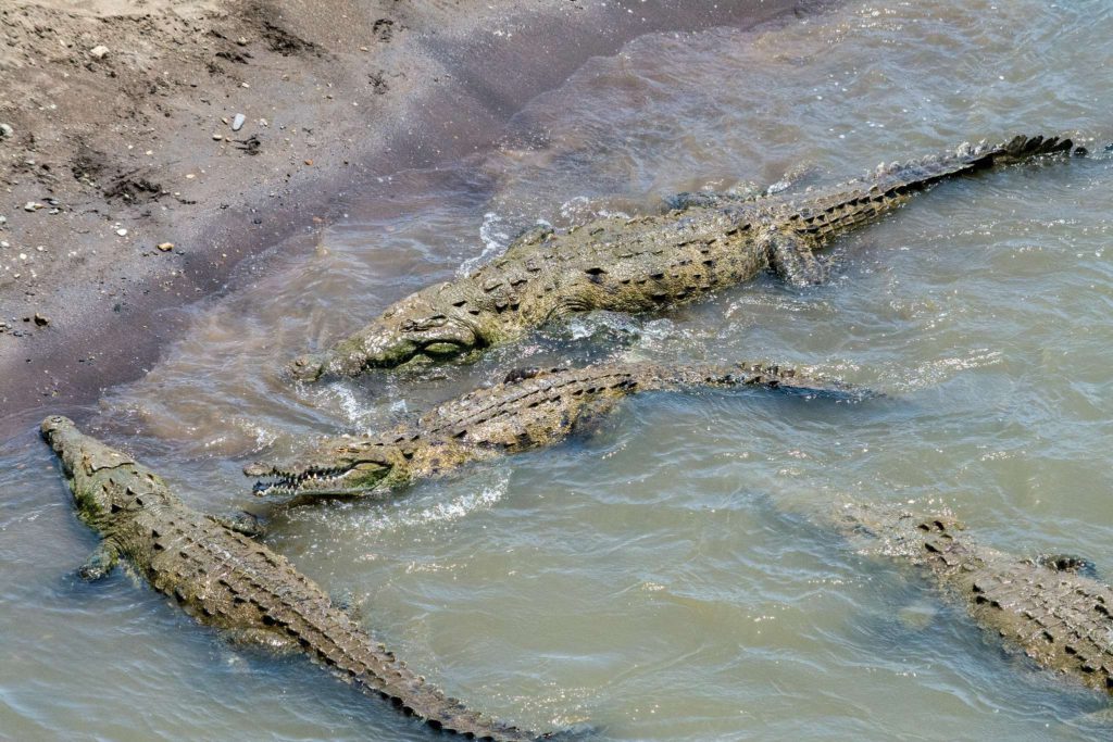 Rioc Tarcoles crocodiles
