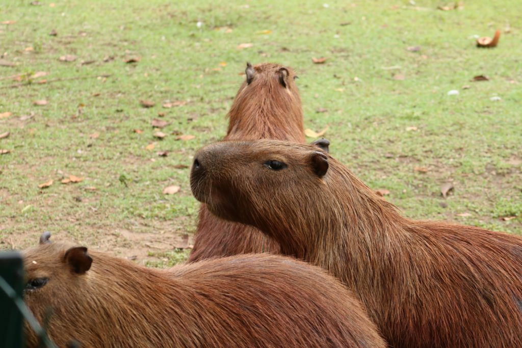 Image of a capybara, luxury Brazilian foods