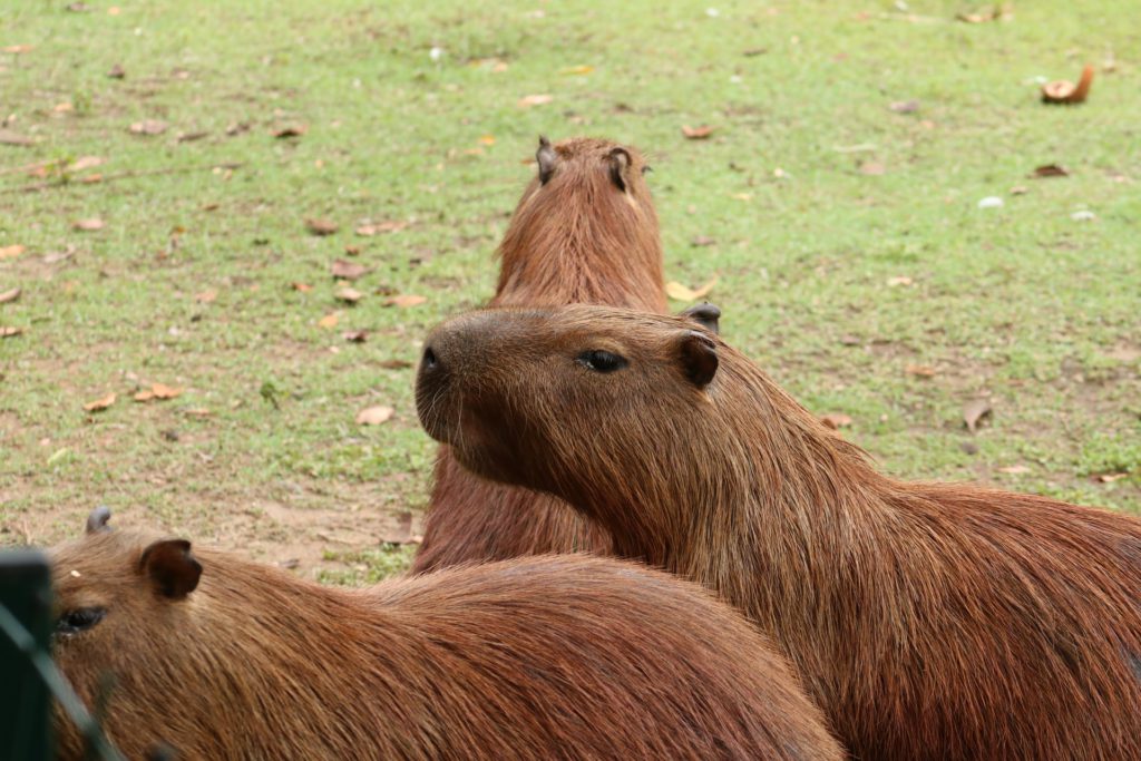 Brazil Capybaras - Croatia Bulldogs