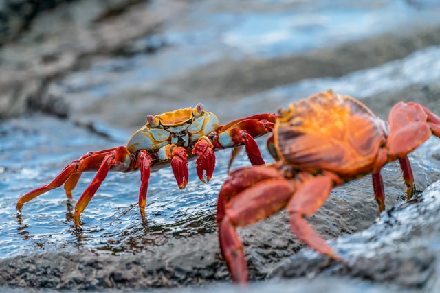 Galapagos crabs