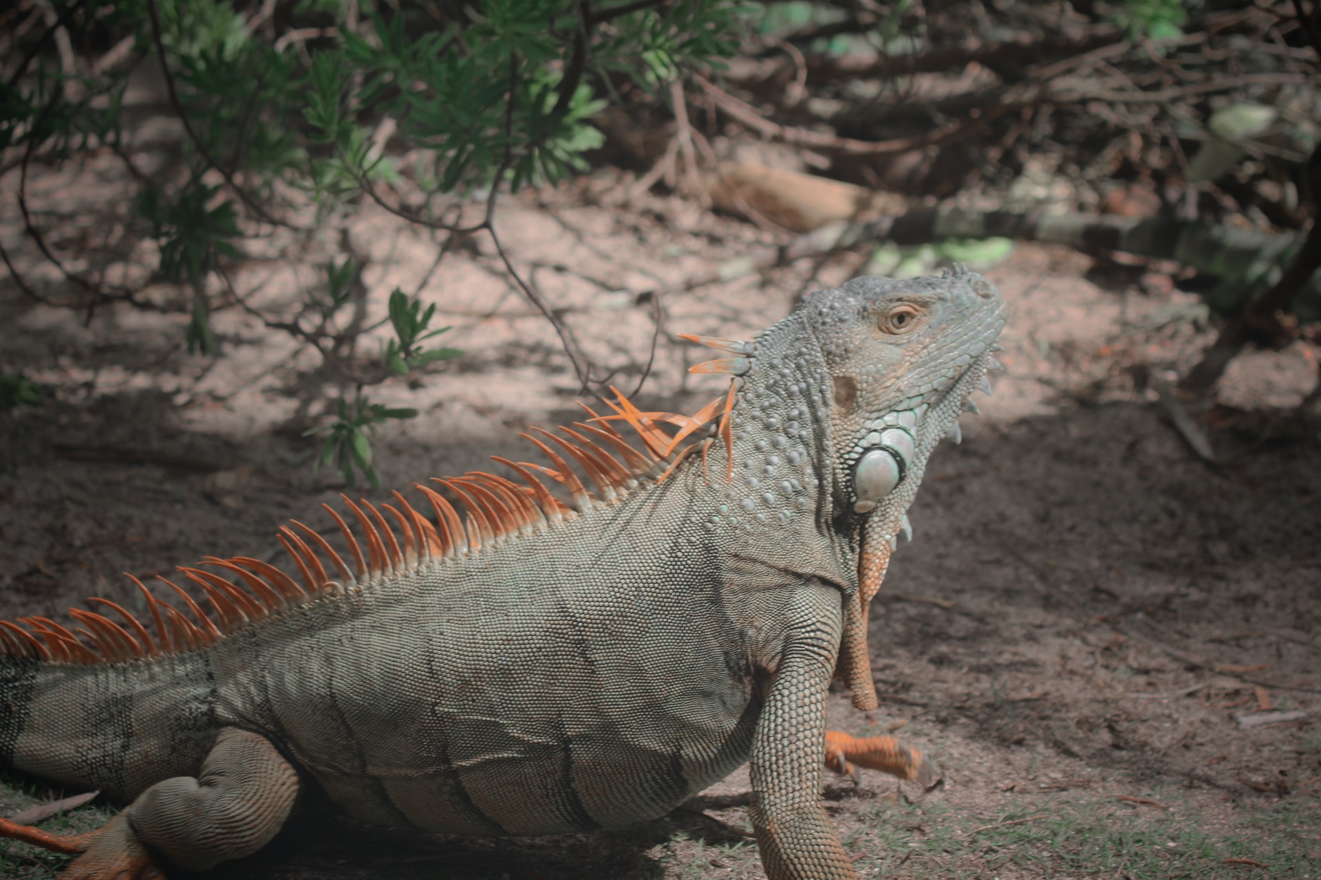 Iguana, San Andres