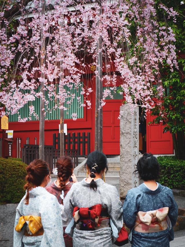 View cherry blossoms in spring