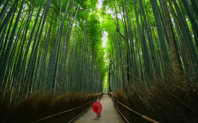 Discover the bamboo forest of Arashiyama