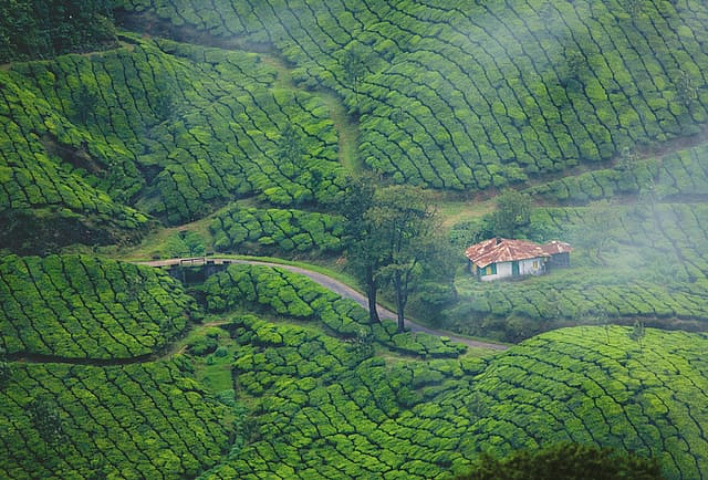 Discover some of the lushest tea plantations in the world