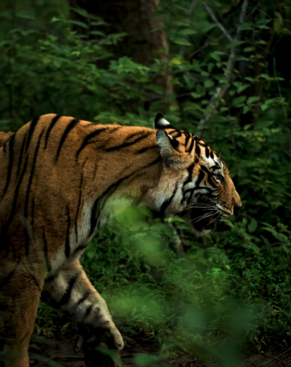 Catch sight of elusive Bengal tigers
