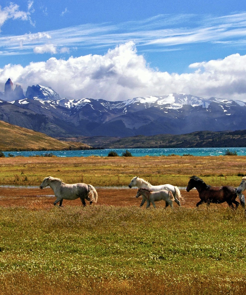 Trek through Laguna Torre in Patagonia