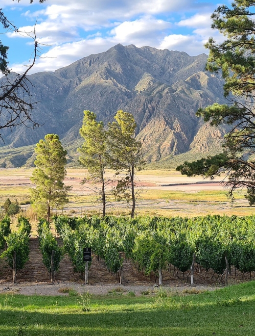Drink Malbec on a vineyard tour in Mendoza