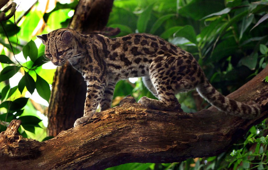 Margay in the trees